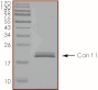 Product Element Image